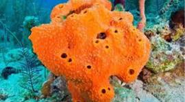 Timeline: Evolución de los animales invertebrados