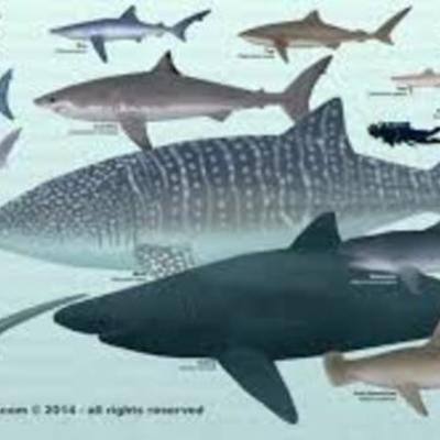 Timeline: CLASIFICACION DE LOS TIBURONES