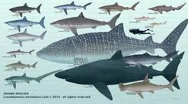 Timeline: CLASIFICACION DE LOS TIBURONES