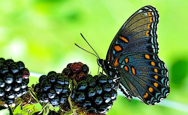 ANIMALES INVERTEBRADOS timeline | Timetoast timelines