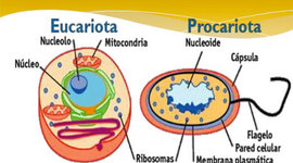 Timeline: HISTORIA DE LA CELULA