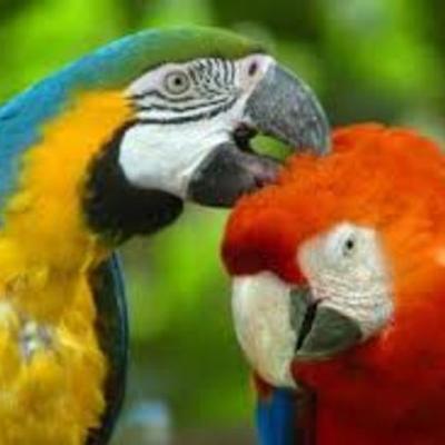 Timeline: LOS ANIMALES