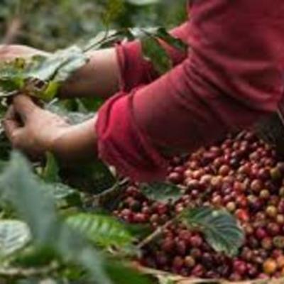 Timeline: DESPEGUE CAFETERO 1900-1928