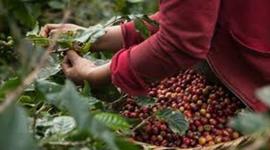 Timeline: DESPEGUE CAFETERO 1900-1928