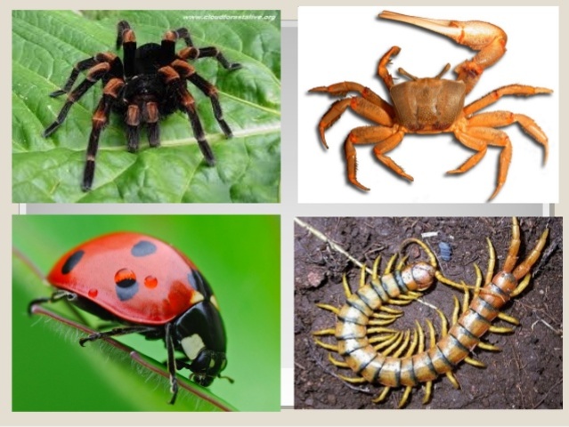 Evolución de los animales invertebrados timeline | Timetoast timelines