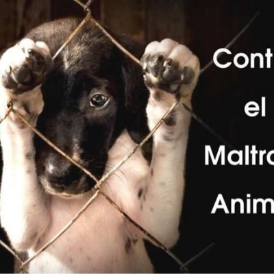 Timeline: Proyecto animal