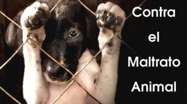 Timeline: Proyecto animal