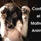 Maltrato y abandono animal 1 1 638