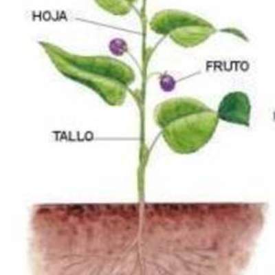 Timeline: EVOLUCIÓN DE LAS PLANTAS