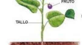 Timeline: EVOLUCIÓN DE LAS PLANTAS