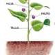 Plantas