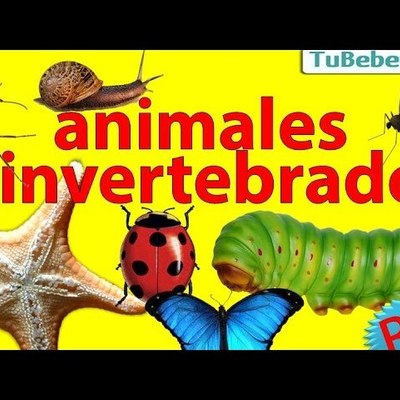 Timeline: INVERTEBRADOS