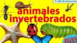 Timeline: INVERTEBRADOS