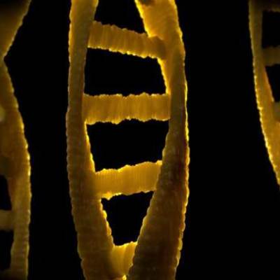 Timeline: Desde Mendel hasta el descubrimiento del material genético (ADN)