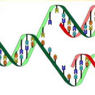 Timeline: Desde Mendel hasta el descubrimiento de la materia genética.