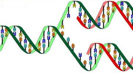 Timeline: Desde Mendel hasta el descubrimiento de la materia genética.