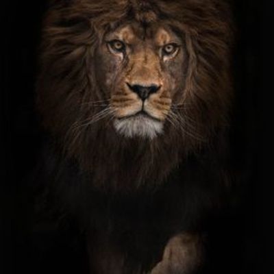 Timeline: El curriculum