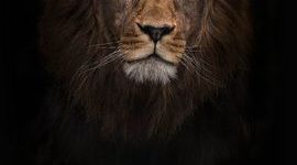 Timeline: El curriculum