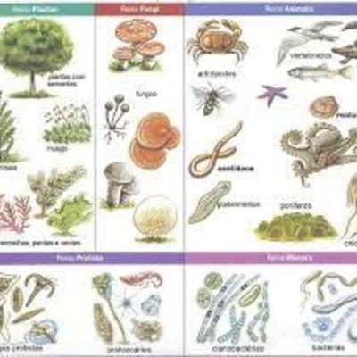 Timeline: reinos de la naturaleza