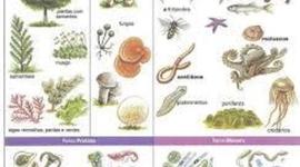 Timeline: reinos de la naturaleza