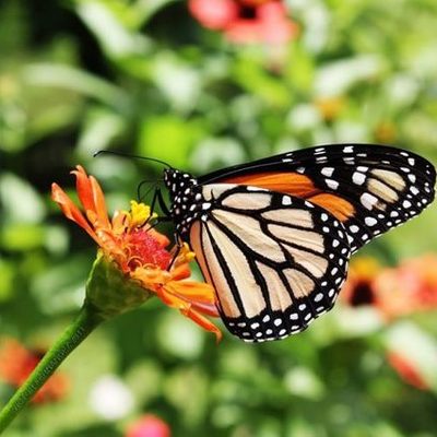 Timeline: HISTORIA DE LA CLASIFICACIÓN DE LOS SERES VIVOS