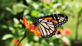 Timeline: HISTORIA DE LA CLASIFICACIÓN DE LOS SERES VIVOS