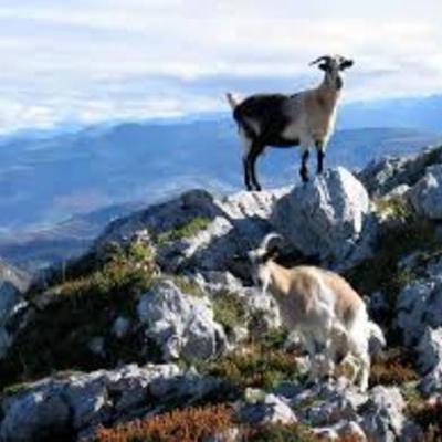 Timeline: calistenicoswitl