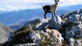 Timeline: calistenicoswitl