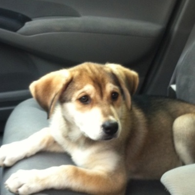 Timeline: Our first pet together (penny)