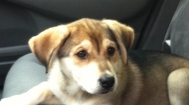 Timeline: Our first pet together (penny)