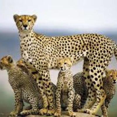 Timeline: Размножение и развитие гепарда