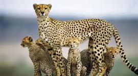 Timeline: Размножение и развитие гепарда