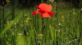 Timeline: Poppy Day