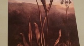 Timeline: LA HOJARASCA