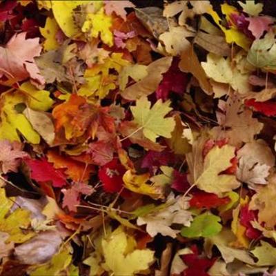 Timeline: La hojarasca