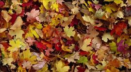 Timeline: La hojarasca