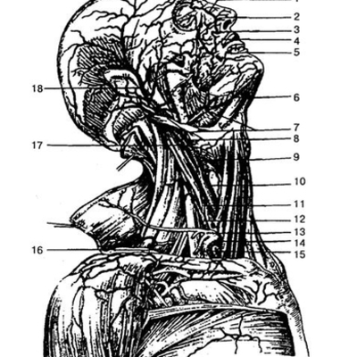 Timeline: Люди, внесшие великий вклад в развитие анатомии и физиологии