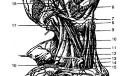 Timeline: Люди, внесшие великий вклад в развитие анатомии и физиологии