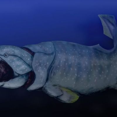 Timeline: EL DUNKLEOSTEUS