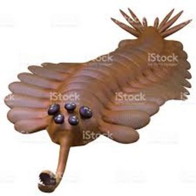 Timeline: EL OPABINIA