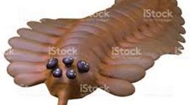 Timeline: EL OPABINIA