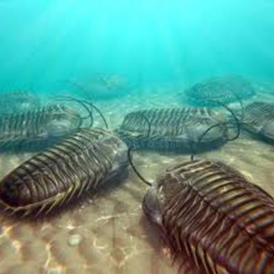 Timeline: EL TRILOBITES