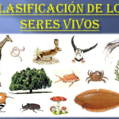 Timeline: Calificación de los seres vivos