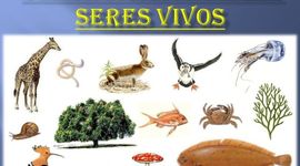 Timeline: Calificación de los seres vivos
