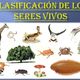Clasificación de los seres vivos