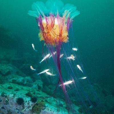 Timeline: LAS MEDUSA