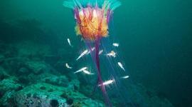 Timeline: LAS MEDUSA