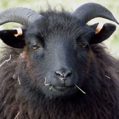 Timeline: Dolly (Genetics)