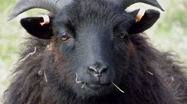 Timeline: Dolly (Genetics)