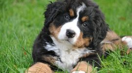 Timeline: Cachorro de perro